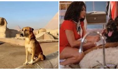 رانيا يوسف: إشمعنى كلب الهرم يتكرم وكلب فيلم «أوراق التاروت» محدش عايز يكرمه؟