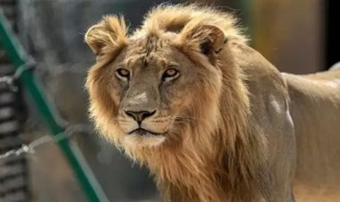 نقيب الأطباء البيطريين الدكتور علي سعد عن واقعة أسد الفيوم: «الأسد لقى فريسة سهلة عنده»