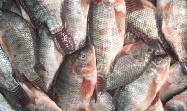 كم أسعار السمك اليوم البلطي في الأسواق؟