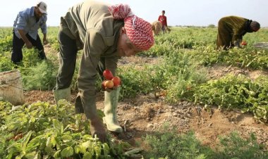 «الزراعة»: حققنا زيادة في الإنتاج نتيجة للتوسع