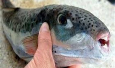 تناولها يؤدي للوفاة.. تحذير عاجل من الصحة بشأن تداول سمكة الأرنب السامة