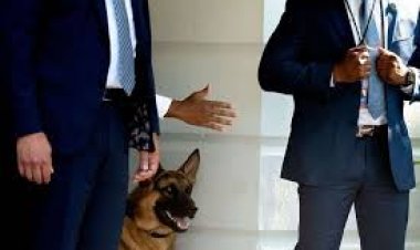 سرب الفوضى..كشف وثائق سرية عن هجمات كلب الرئيس على السرية الأمريكية وتأثيرها