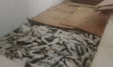 ضبط ٤ طن أسماك مدخنة و مجمدة ودواجن مخالفة بمراكز محافظة الشرقية