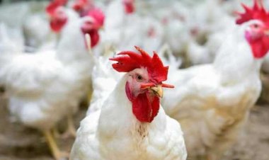 سعر الفراخ البيضاء اليوم الاثنين