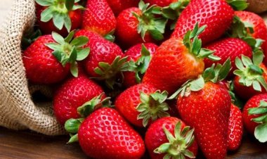 عاجل| السعودية تستأنف استيراد الفراولة المصرية... ومسؤول يوضح: الحظر كان مجرد إجراءً داخليًا