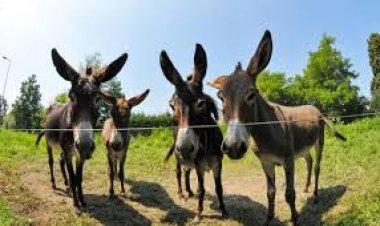 الحمير الإفريقية في خطر.. الصين تهدد مواردها