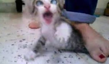 القبض على طفل لنشره فيديوهات تعذيب قطط 