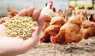 انخفاض سعر العلف اليوم في مصر