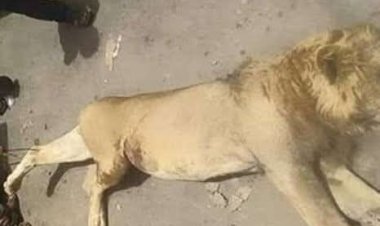 أسد ينهى حياة حارسه بحديقة حيوان الفيوم.. والأمن يقضى عليه ويخدر أسدين آخرين