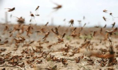 خلال اجتماع الحكومة.. وزير الزراعة يكشف عن وضع الجراد في مصر