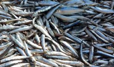 طبيبة بيطرية تحذر من شراء "البساريا".. لهذا السبب