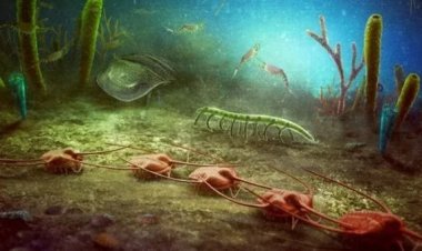 اكتشاف موقع حفريات استثنائي.. كابريير بيوتا وسجل الحياة البحرية قبل 470 مليون سنة