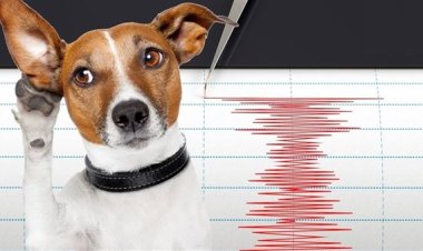 هل تستشعر الحيوانات الزلازل قبل وقوعها؟.. «البحوث الفلكية» يوضح الحقيقة العلمية
