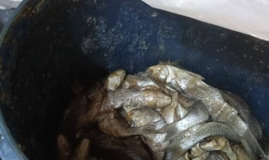 حملة تموينية تضبط 6 أطنان لحوم وفسيخ وسردين غير صالحة للاستهلاك الآدمي بالقاهرة 