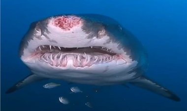 ظهور القرش ماكو بالقرب من الجونة في الغردقة... وتحذير من البيئة