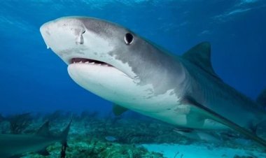 بعد ظهور القرش النمر.. محميات البحر الأحمر تمشط سواحل مرسى علم