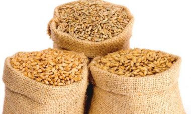 ميناء دمياط يتسلم 11 ألف طن قمح خلال 24 ساعة