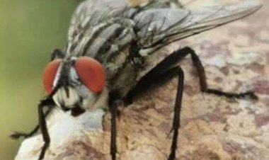 بعد تصدره التريند.. اعرف مخاطر الذباب الصحراوي