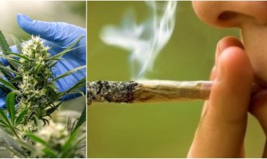 25 جرامًا حصة الفرد.. البرلمان الألماني يقر تقنين استهلاك الحشيش