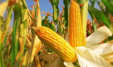 توقعات أسعار الذرة