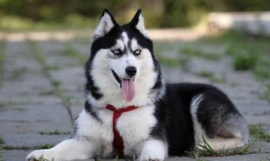 كلب هاسكي يكبر مع أذان الفجر يثير دهشة رواد السوشيال ميديا (فيديو)