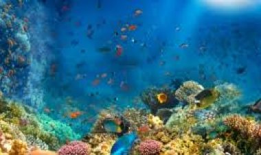 تهديد الانقراض يطارد أكبر كائن حي في العالم