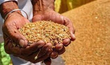 سعر أردب القمح 2024