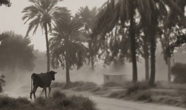 «حرامي البقرة» ينافس على جوائز منصة السيني جونة