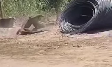 مقطع فيديو يثير الجدل والفزع في مصر لـ«تنين الكومودو»