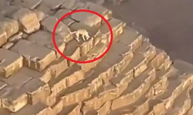 مذيعة عن «كلب الهرم»: طبيعي يتمتع بكل هذا الذكاء لأنه متربي في مصر (فيديو)