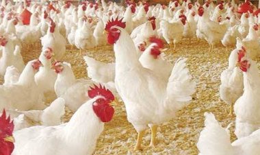 أسعار الفراخ البيضاء اليوم السبت في الأسواق