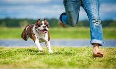 إزاي تتغلب على خوفك من الكلاب