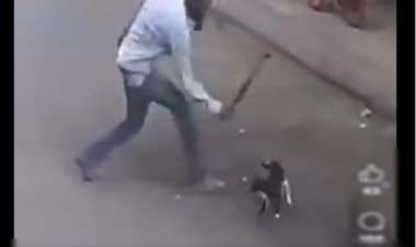 الداخلية تكشف عن ملابسات فيديو تعذيب قطة بالإسكندرية