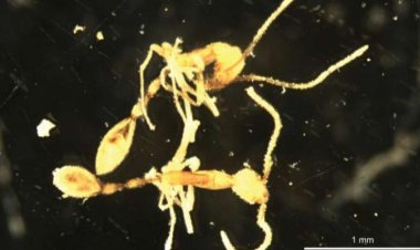 اكتشاف نوع جديد من النمل يثير التساؤلات.. لماذا تم تسميته بـاسم ساحر «هاري بوتر» الشرير؟