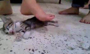 انتصرت «السوشيال ميديا».. ضبط شاب تعدى على «قطة» في بورسعيد