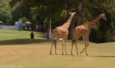 زرافتان تقتحمان الملعب في بطولة LET بـ «كينيا» (فيديو)