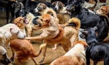 الأزهر يحسم الجدل حول حقيقة فتوى قتـل كلاب الشوارع