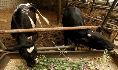 تسجيل إصابات جديدة بداء الكلب في الجولان المحتل