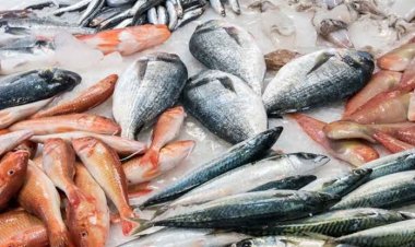 رئيس شعبة الأسماك بـ«تجارية الإسماعيلية» يعلن انخفاض الأسعار 30 %