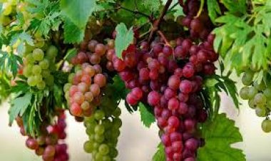 أسعار العنب تتخطى الـ120 جنيها.. شعبة الخضروات تكشف الأسباب