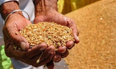 تعرف على سعر القمح 2024