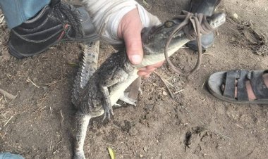 بعد أسبوع من الرعب … الأمساك بتمساح ترعة الزوامل فى الشرقية 