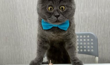 فيديا.. قصة قطة مذهلة تحقق شهرة عالمية بمظهرها الفريد