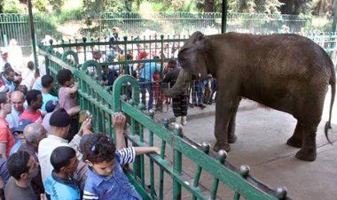 خاص مدير الحدائق العامة: تطوير حديقة الحيوان بقيمة ٣٠٠ ألف جنيه