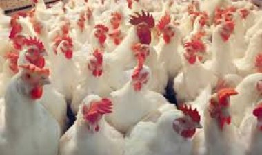 بورصة الدواجن اليوم الفراخ البيضاء السبت 27-4-2024