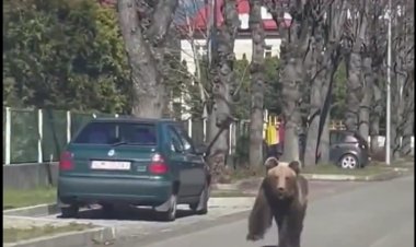 دب هائج يثير الرعب بين سكان بلدة سلوفاكية.. فيديو