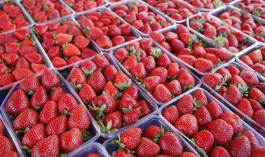 الحجر الزراعي المصري: حظر دخول الفراولة المصرية إلى الأسواق السعودية قرارًا رسميًا