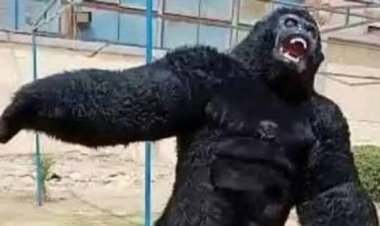 بسبب غوريلا..  طعن شقيق عريس خلال حفل خطوبة بمنشأة القناطر