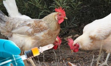 «مدير سلامة الدواجن»: أمصال مصر البيطرية تحظى برقابة ومعايرة دولية