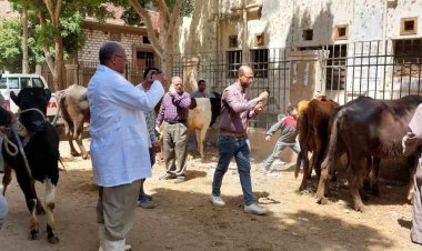 تقديم الخدمات البيطرية لـ 490 رأس ماشية خلال قافلة مجانية بقرية الحواصلية بمركز المنيا